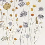 Tuscan and Umbrian Seedheads, La Cavière - Angie Lewin - printmaker and painter