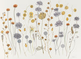 Tuscan and Umbrian Seedheads, La Cavière - Angie Lewin - printmaker and painter